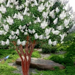 Natchez White Crape Myrtle (Multi Trunk) - 5 Gallon Pot