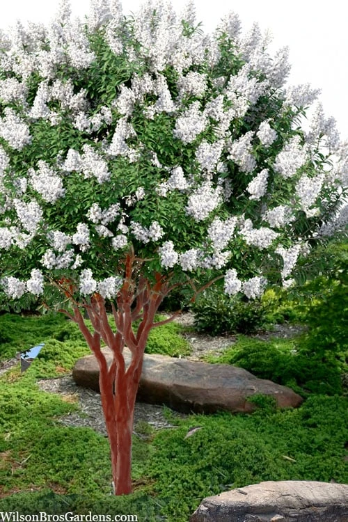 Natchez White Crape Myrtle - 6 Pack Of 1 Gallon Pots 1 Natchez White Crape Myrtle - 6 Pack Of 1 Gallon Pots