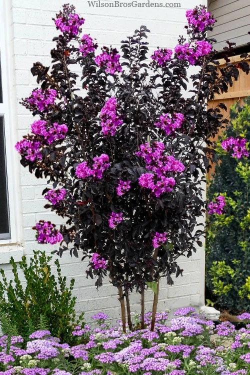 Black Diamond 'Purely Purple' Crape Myrtle - 2 Gallon Pot 1 Black Diamond 'Purely Purple' Crape Myrtle - 2 Gallon Pot