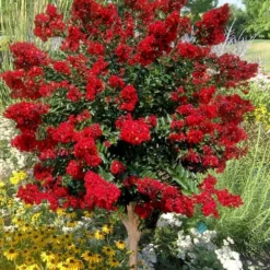 Red Rooster Crape Myrtle Tree (Single Trunk) - 3 Gallon Pot