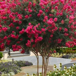 Tuscarora Watermelon Red Crape Myrtle - 1 Gallon Pot
