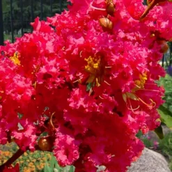 Tuscarora Watermelon Red Crape Myrtle - 6 Pack Of 1 Gallon Pots -Green Garden Outdoor Shop lagerstroemia indica tuscarora 102 1