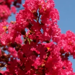 Tuskegee Crape Myrtle - 6 Pack Of 1 Gallon Pots 9 Tuskegee Crape Myrtle - 6 Pack Of 1 Gallon Pots -Green Garden Outdoor Shop lagerstroemia indica tuskeegee crape myrtle tree 1