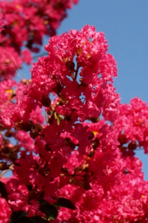 Tuskegee Crape Myrtle - 6 Pack Of 1 Gallon Pots 4 Tuskegee Crape Myrtle - 6 Pack Of 1 Gallon Pots - Image 4