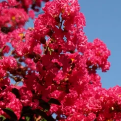 Tuskegee Crape Myrtle - 6 Pack Of 1 Gallon Pots 11 Tuskegee Crape Myrtle - 6 Pack Of 1 Gallon Pots -Green Garden Outdoor Shop lagerstroemia indica tuskeegee crape myrtle tree 2
