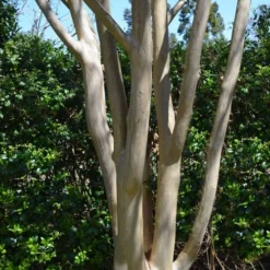 Tuskegee Crape Myrtle - 6 Pack Of 1 Gallon Pots 10 Tuskegee Crape Myrtle - 6 Pack Of 1 Gallon Pots -Green Garden Outdoor Shop lagerstroemia indica tuskeegee crape myrtle tree 5