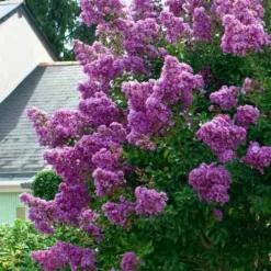 Twilight Purple Crape Myrtle - 7 Gallon Pot (4-5') -Green Garden Outdoor Shop lagerstroemia indica twilight purple crape myrtle tree 1