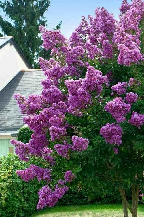 Twilight Purple Crape Myrtle - 3 Gallon Pot 4 Twilight Purple Crape Myrtle - 3 Gallon Pot - Image 4
