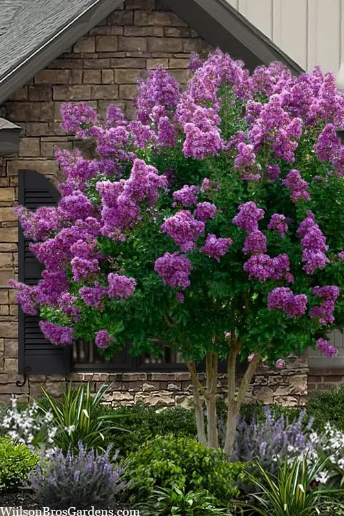 Twilight Purple Crape Myrtle - 5 Gallon Pot 1 Twilight Purple Crape Myrtle - 5 Gallon Pot