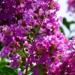 Twilight Purple Crape Myrtle - 7 Gallon Pot (4-5') -Green Garden Outdoor Shop lagerstroemia indica twilight purple crape myrtle tree 102