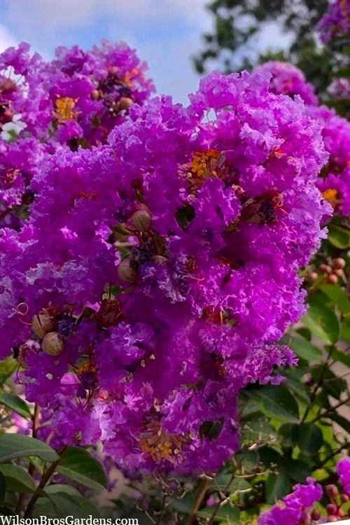 Twilight Purple Crape Myrtle - 5 Gallon Pot 5 Twilight Purple Crape Myrtle - 5 Gallon Pot - Image 5