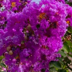 Twilight Purple Crape Myrtle - 6 Pack Of 1 Gallon Pots -Green Garden Outdoor Shop lagerstroemia indica twilight purple crape myrtle tree 103 4