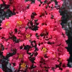 Midnight Magic Crape Myrtle (Multi Trunk) - 7 Gallon Pot 13 Midnight Magic Crape Myrtle (Multi Trunk) - 7 Gallon Pot -Green Garden Outdoor Shop lagerstroemia midnight magic crape myrtle 11