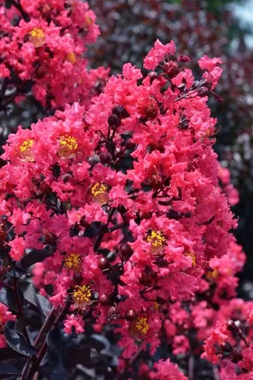 Midnight Magic Crape Myrtle (Multi Trunk) - 7 Gallon Pot 7 Midnight Magic Crape Myrtle (Multi Trunk) - 7 Gallon Pot - Image 7