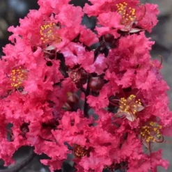 Midnight Magic Crape Myrtle (Multi Trunk) - 7 Gallon Pot 10 Midnight Magic Crape Myrtle (Multi Trunk) - 7 Gallon Pot -Green Garden Outdoor Shop lagerstroemia midnight magic crape myrtle 12