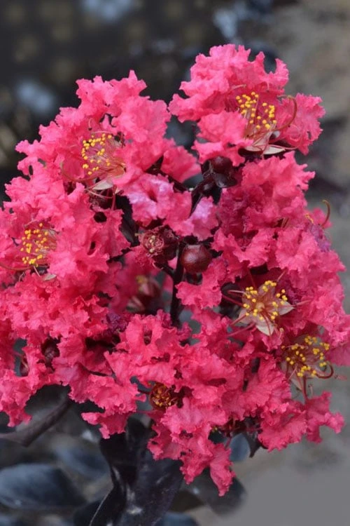 Midnight Magic Crape Myrtle (Multi Trunk) - 7 Gallon Pot 4 Midnight Magic Crape Myrtle (Multi Trunk) - 7 Gallon Pot - Image 4