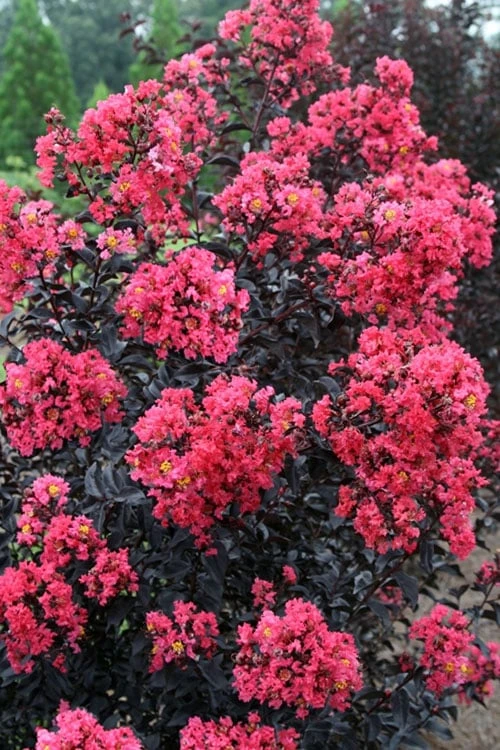 Midnight Magic Crape Myrtle (Multi Trunk) - 7 Gallon Pot 1 Midnight Magic Crape Myrtle (Multi Trunk) - 7 Gallon Pot