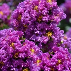 Purple Magic Crape Myrtle Tree (Multi Trunk) - 7 Gallon Pot 9 Purple Magic Crape Myrtle Tree (Multi Trunk) - 7 Gallon Pot -Green Garden Outdoor Shop lagerstroemia purple magic crape myrtle single trunk tree 5 1