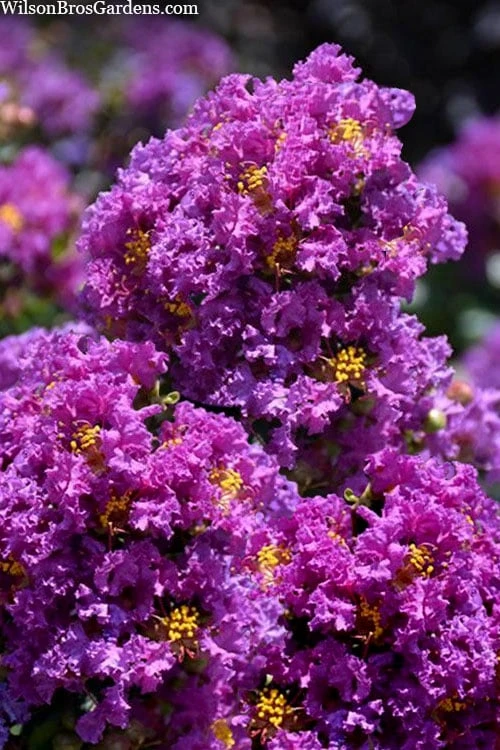 Purple Magic Crape Myrtle Tree (Multi Trunk) - 7 Gallon Pot 4 Purple Magic Crape Myrtle Tree (Multi Trunk) - 7 Gallon Pot - Image 4
