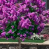 Purple Magic Crape Myrtle Tree (Single Trunk) - 7 Gallon Pot (6-7')