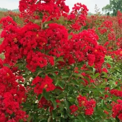 Ruffled Red Magic Crape Myrtle (Multi Trunk) - 7 Gallon Pot -Green Garden Outdoor Shop lagerstroemia ruffled red magic crape myrtle 10 1