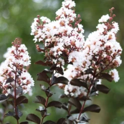 Thunderstruck White Lightning Crape Myrtle - 6 Pack Of 1 Gallon Pots -Green Garden Outdoor Shop lagerstroemia thunderstruck white lightning crape myrtle 2