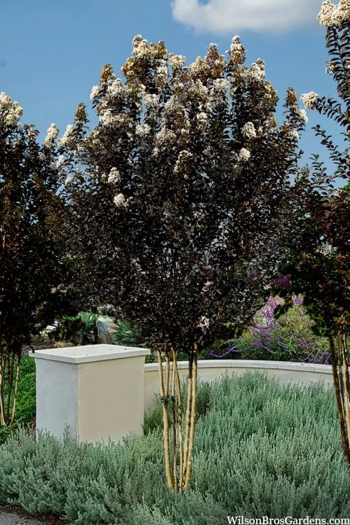 Thunderstruck White Lightning Crape Myrtle - 1 Gallon Pot 4 Thunderstruck White Lightning Crape Myrtle - 1 Gallon Pot - Image 4