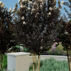 Thunderstruck White Lightning Crape Myrtle - 6 Pack Of 1 Gallon Pots -Green Garden Outdoor Shop lagerstroemia thunderstruck white lightning crape myrtle 3