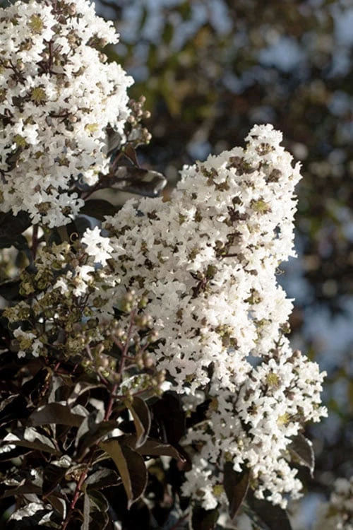 Thunderstruck White Lightning Crape Myrtle - 1 Gallon Pot 1 Thunderstruck White Lightning Crape Myrtle - 1 Gallon Pot