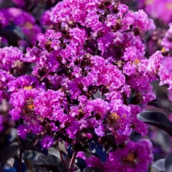 Black Diamond 'Purely Purple' Crape Myrtle - 3 Gallon Pot 7 Black Diamond 'Purely Purple' Crape Myrtle - 3 Gallon Pot -Green Garden Outdoor Shop lagestroemia indica purely purple black diamond crape myrtle 1 1