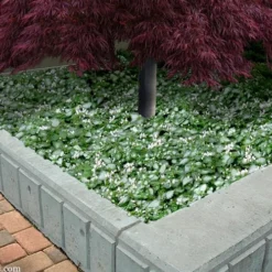 Purple Dragon Lamium - 6 Pack Of Pint Pots -Green Garden Outdoor Shop lamium maculatam white nancy spotted dead nettle 105