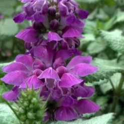 Purple Dragon Lamium - 6 Pack Of Pint Pots