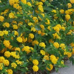 New Gold Hardy Lantana - 1 Gallon Pot -Green Garden Outdoor Shop lantana new gold 10