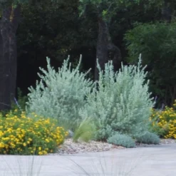 New Gold Hardy Lantana - 1 Gallon Pot -Green Garden Outdoor Shop lantana new gold 11