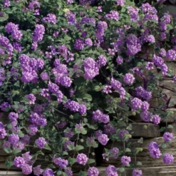 Trailing Lavender Lantana - 1 Gallon Pot