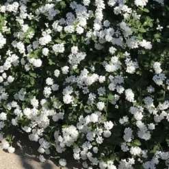 Trailing White Lantana - 5 Pack Of Pint Pots -Green Garden Outdoor Shop lantana trailing white 10