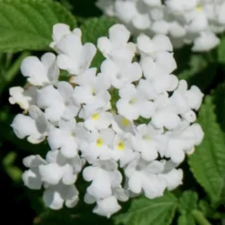 Trailing White Lantana - 5 Pack Of Pint Pots -Green Garden Outdoor Shop lantana trailing white 7