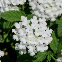 Trailing White Lantana - 5 Pack Of Pint Pots -Green Garden Outdoor Shop lantana trailing white 8