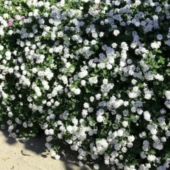 Trailing White Lantana - 5 Pack Of Pint Pots -Green Garden Outdoor Shop lantana trailing white 9
