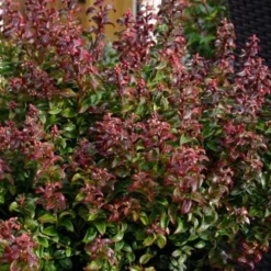 Twisting Red Leucothoe (Fetterbush) - 1 Gallon Pot 11 Twisting Red Leucothoe (Fetterbush) - 1 Gallon Pot -Green Garden Outdoor Shop leucothoe axillaris twisting red coastal dog hobble 2