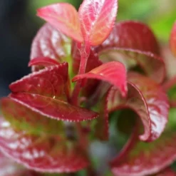 Twisting Red Leucothoe (Fetterbush) - 1 Gallon Pot 13 Twisting Red Leucothoe (Fetterbush) - 1 Gallon Pot -Green Garden Outdoor Shop leucothoe axillaris twisting red coastal dog hobble 3