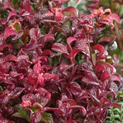 Twisting Red Leucothoe (Fetterbush) - 1 Gallon Pot