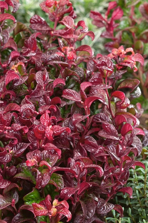 Twisting Red Leucothoe (Fetterbush) - 1 Gallon Pot 1 Twisting Red Leucothoe (Fetterbush) - 1 Gallon Pot
