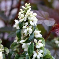 Twisting Red Leucothoe (Fetterbush) - 1 Gallon Pot 12 Twisting Red Leucothoe (Fetterbush) - 1 Gallon Pot -Green Garden Outdoor Shop leucothoe axillaris twisting red coastal dog hobble 5