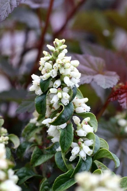 Twisting Red Leucothoe (Fetterbush) - 1 Gallon Pot 6 Twisting Red Leucothoe (Fetterbush) - 1 Gallon Pot - Image 6