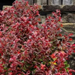 Twisting Red Leucothoe (Fetterbush) - 1 Gallon Pot 10 Twisting Red Leucothoe (Fetterbush) - 1 Gallon Pot -Green Garden Outdoor Shop leucothoe axillaris twisting red coastal dog hobble 7