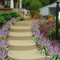 Variegated Liriope - Lilyturf - 18 Count Flat Of 3.5" Pint Pots