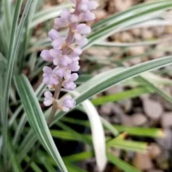 Silver Dragon Liriope - Lilyturf - 18 Count Flats Of Pint Pots 14 Silver Dragon Liriope - Lilyturf - 18 Count Flats Of Pint Pots -Green Garden Outdoor Shop liriope spicata silver dragon lilyturf 100