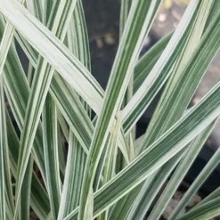 Silver Dragon Liriope - Lilyturf - 18 Count Flats Of Pint Pots 13 Silver Dragon Liriope - Lilyturf - 18 Count Flats Of Pint Pots -Green Garden Outdoor Shop liriope spicata silver dragon lilyturf 101