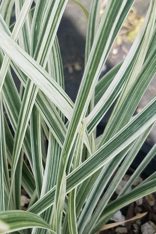 Silver Dragon Liriope - Lilyturf - 18 Count Flats Of Pint Pots 6 Silver Dragon Liriope - Lilyturf - 18 Count Flats Of Pint Pots - Image 6